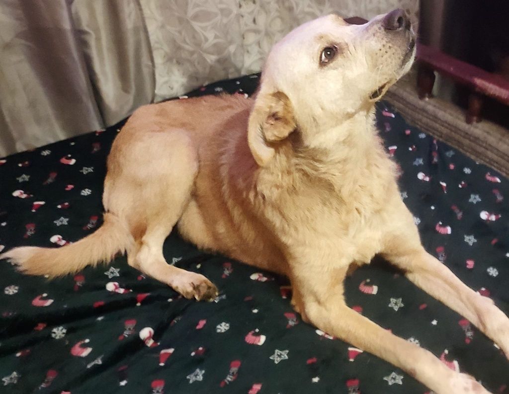 BALTO - 2 letni Przekochany piesek