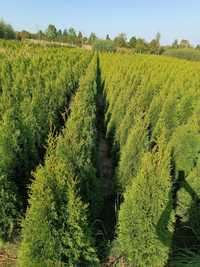 PROMOCJA Mega gruba tuja Szmaragd 100-120 cm thuja smaragd