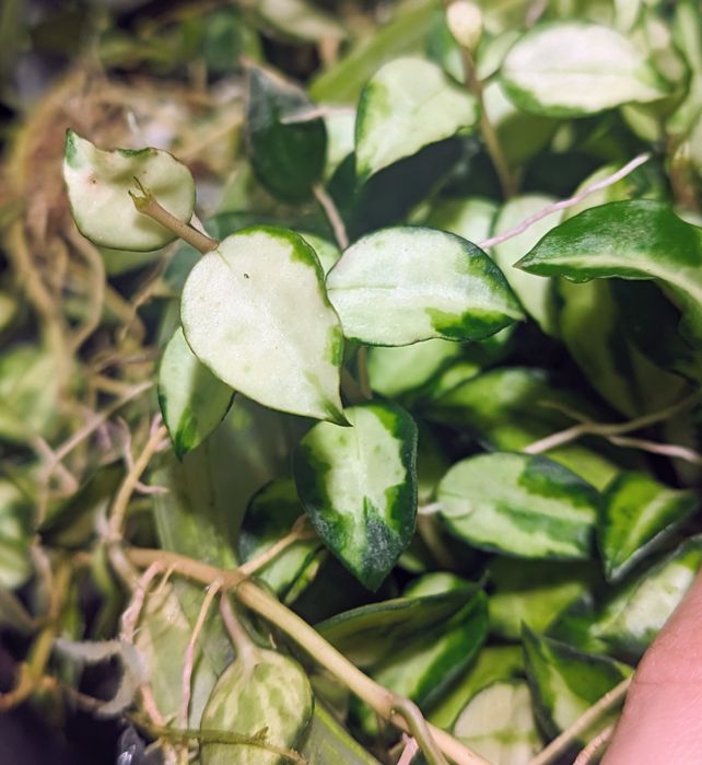 zestaw kolekcjonerski lacunosa - rezerwacja