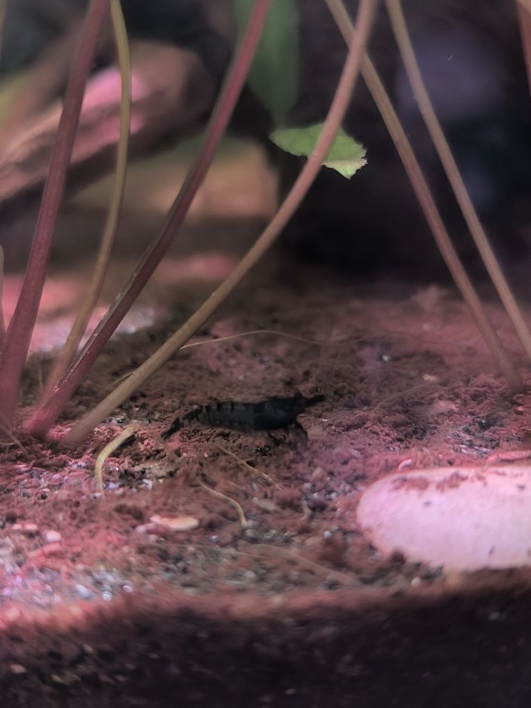 Neocaridina Blue Dream — Camarões Lindíssimos e Saudáveis!