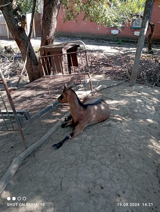 Продам кіз.Продам молоду козу