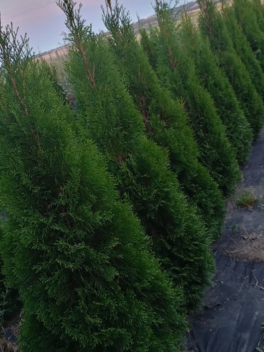 Tuja 100-160m z gruntu