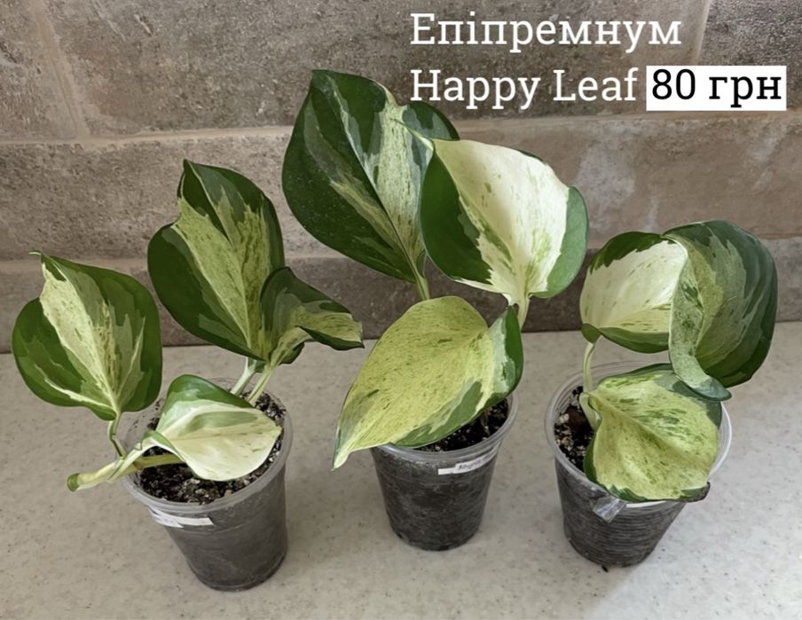 Епіпремнум n’joy, happy leaf, marble queen,сінгоніум jade філодендрон
