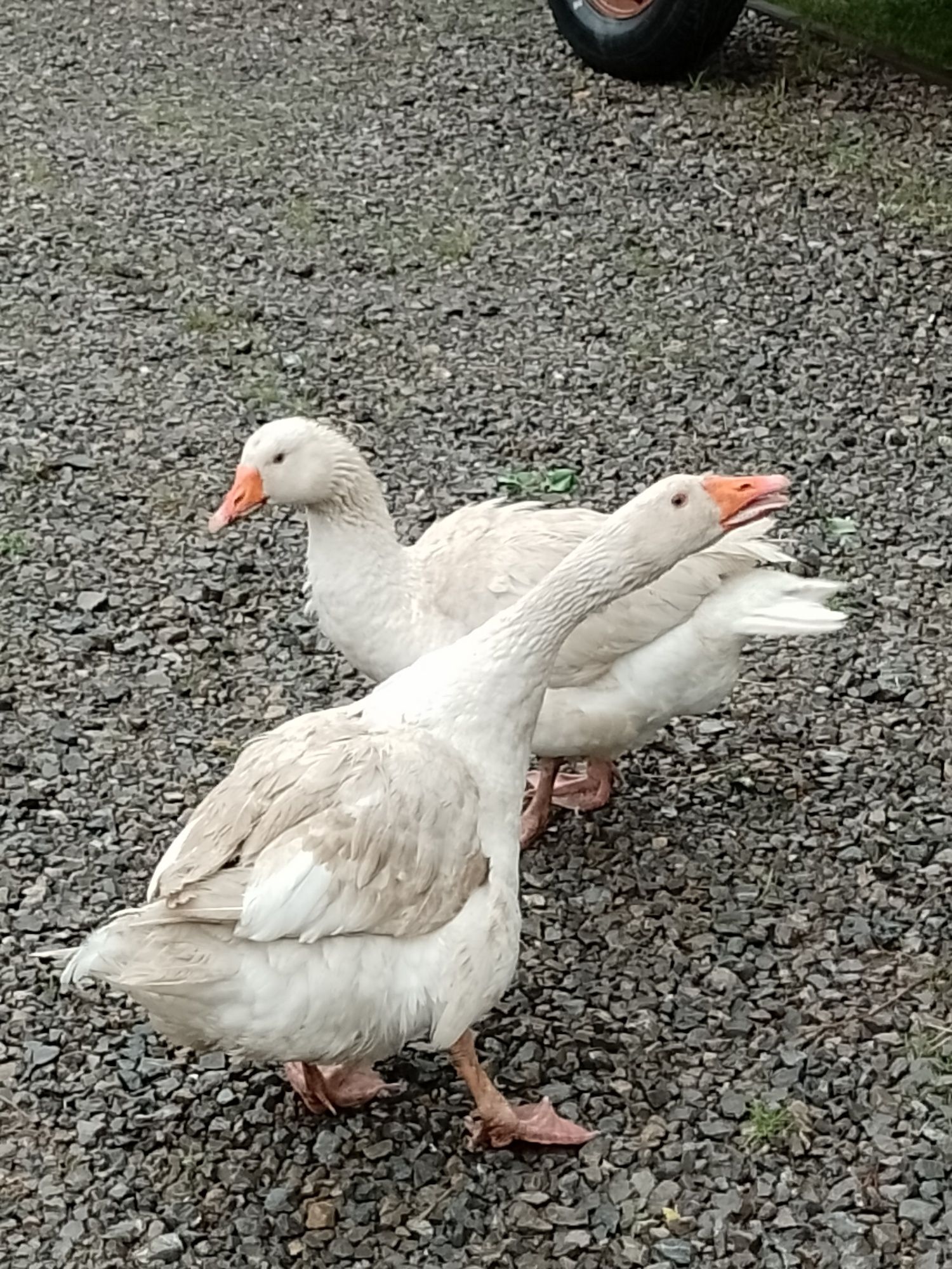 Sprzedam parkę gęsi