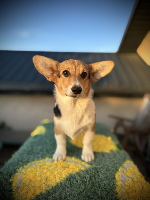 Welsh corgi pembroke suczka NA KOLANKA szczenię szczeniak sunia