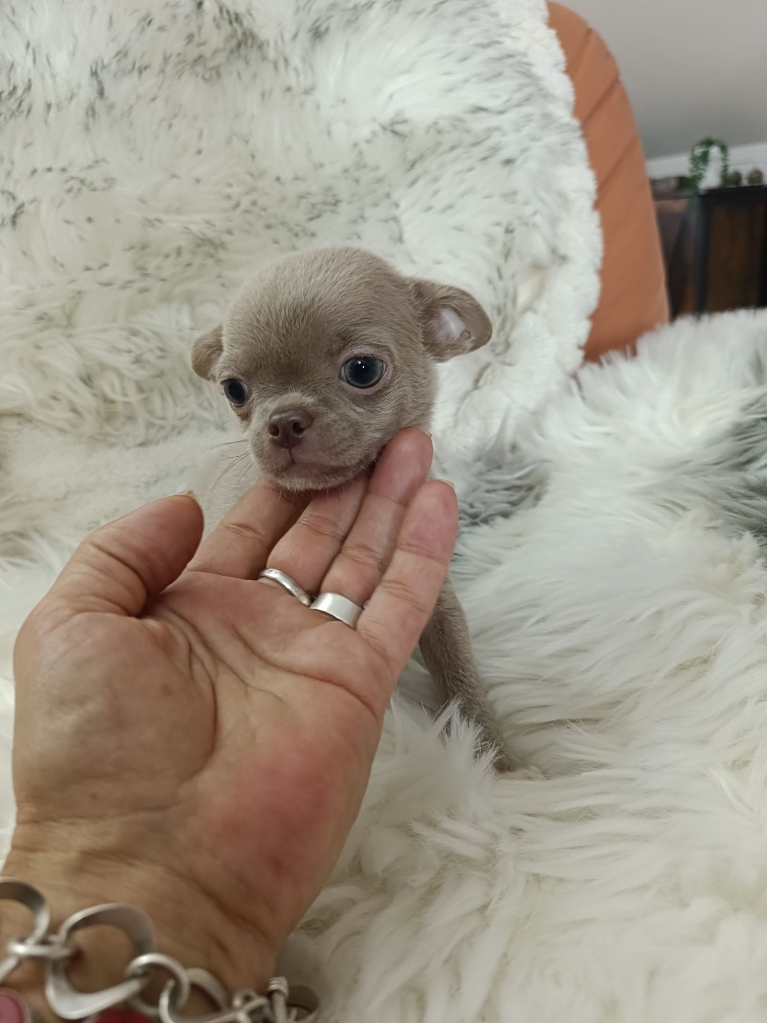 *** Gotowy do odbioru *** Śliczny Liliowy Chłopczyk Chihuahua ***