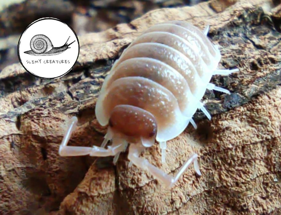 Porcellio sevilla Caramel isopody prosionki pakiet