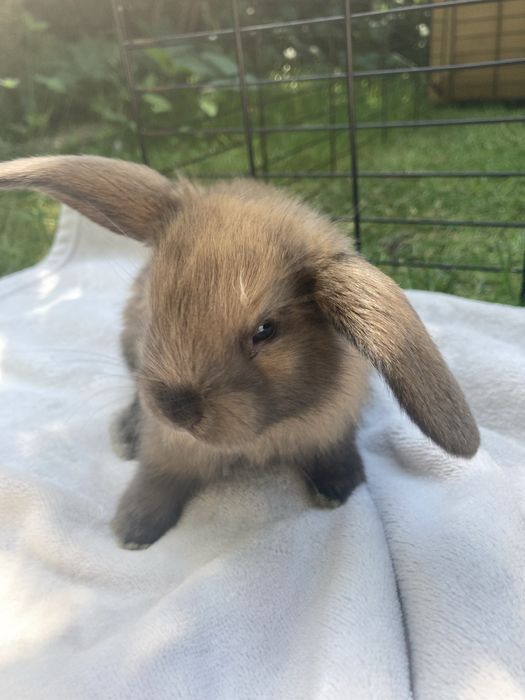Króliczki mini lop