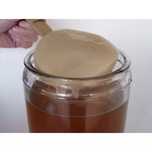 Doação de SCOBY para fazer Kombucha