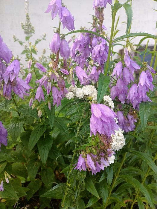 Rudbekia owłosiona naga, odętka werbena