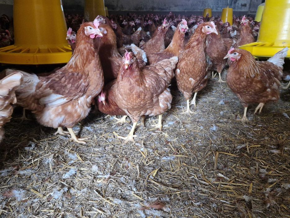 Kurki kokoszki nioski odchowane Tetra z jajkiem