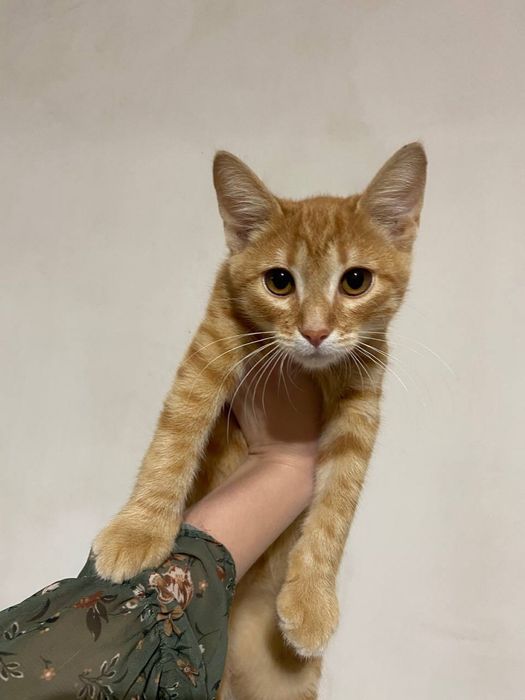 Рижулік дуже шукає дім та сімʼю!