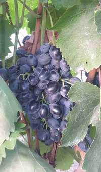 Виноград молдова