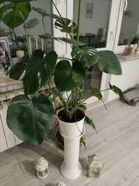 Kwiat doniczkowy monstera