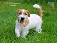 Jack Russell Terrier gotowy do odbioru