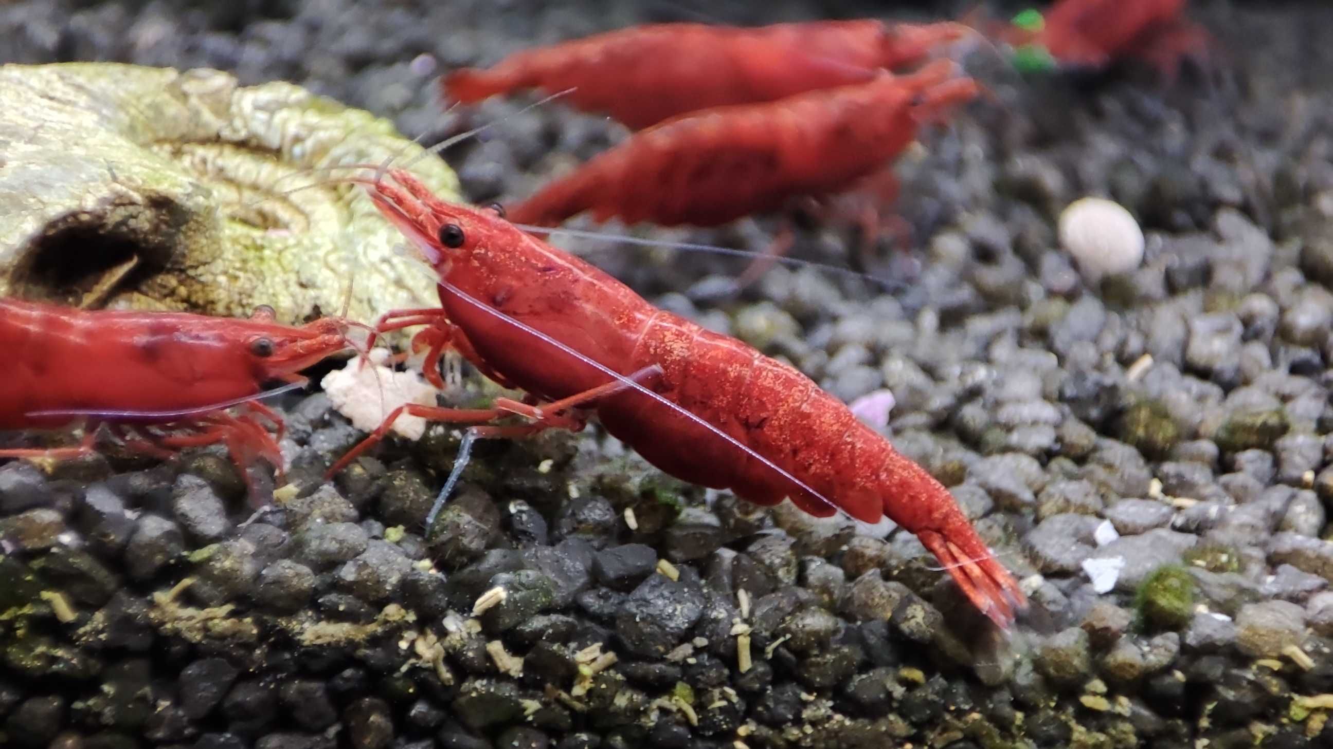 Krewetki Sakura Red (Neocaridina)