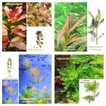 Pack de 45 Plantas Aquário - 10 Espécies