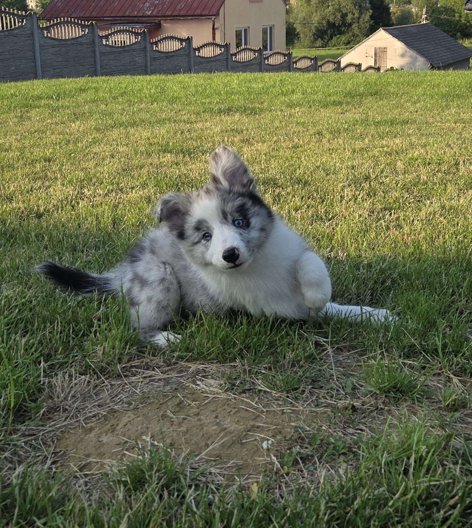 Border collie niebieskooki piesek blue-merle z metryką ZKwP