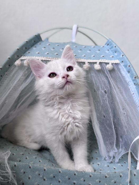 Gatinhos para adoção