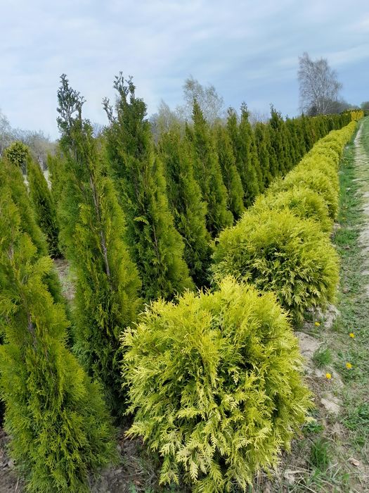 Tuja szmaragd żywopłoty 140-160cm i inne