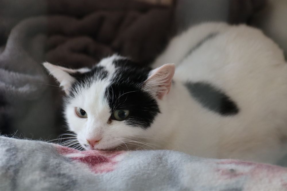 60 kotów do adopcji