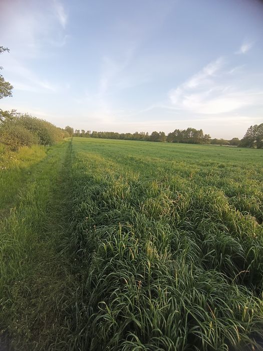 Siano bele okragle mocno zbite z ładnych łąk prasowane prasą pąsowa