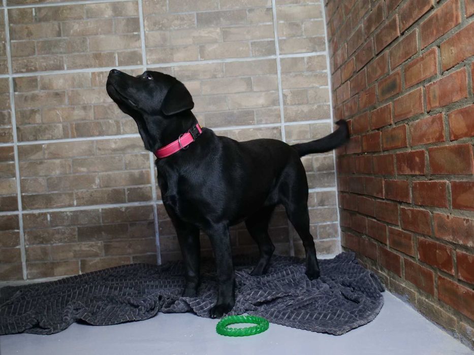 Школа Дресирування виховання Собак Вінниця з проживанням Кінолог