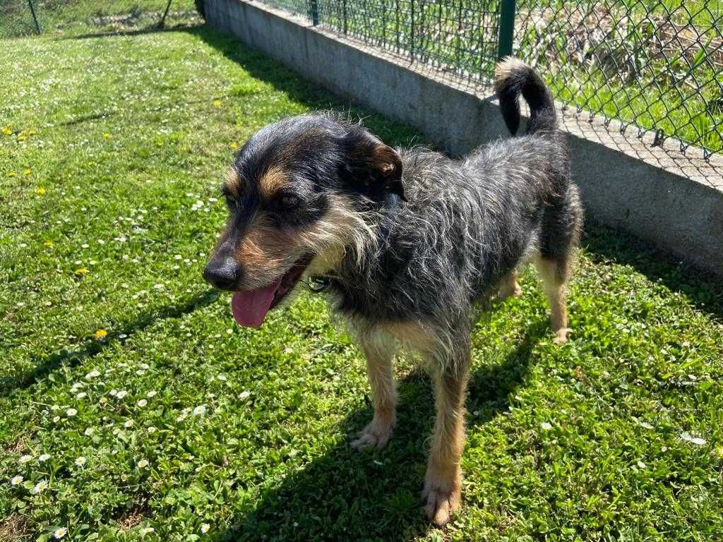 Cão Porte Médio Para Adoção (Cusco)