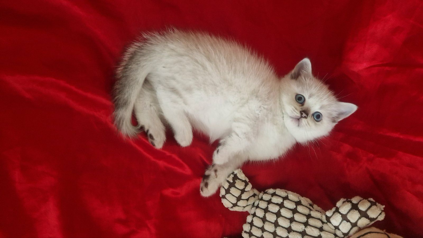 Котенок с голубыми глазами.  Котята британцы