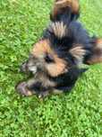 Pies  Yorkshire Terrier FCI