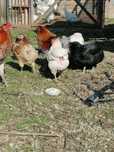 Jaja lęgowe jajka kur araucana bezogoniasta zielone jajko