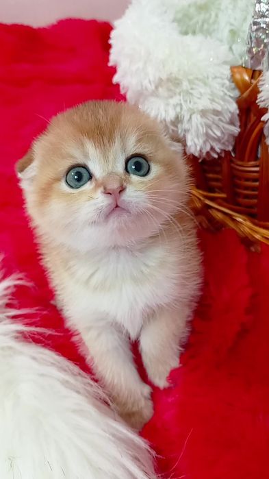 Вислоухая девочка золотая шиншилла