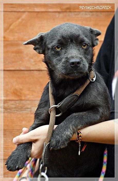 Bulwa – najukochańszy szczeniak z największymi uszami na świecie