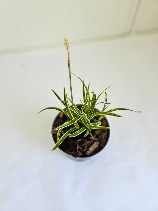 Turzyca morrowa 'Ice Dance' (Carex morrowii 'Ice Dance')