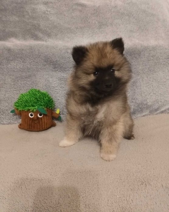 Szpic Wilczy - piesek