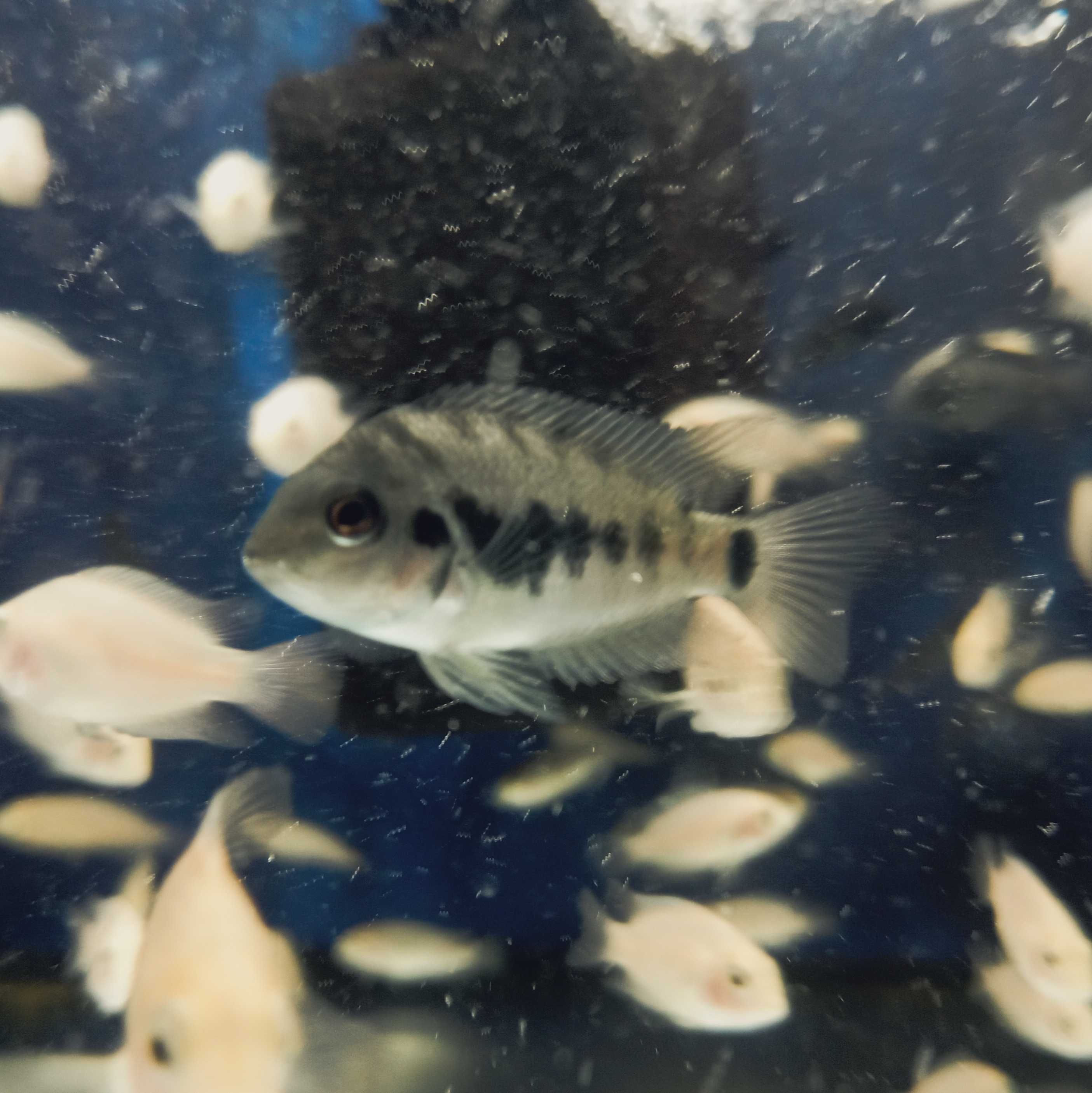 Pielęgnica zebra albino (Amatitlania nigrofasciata) 4-6cm