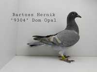 Gołębie pocztowe nietypowe barwy -- Opal Reduced Brązowy Gimpel