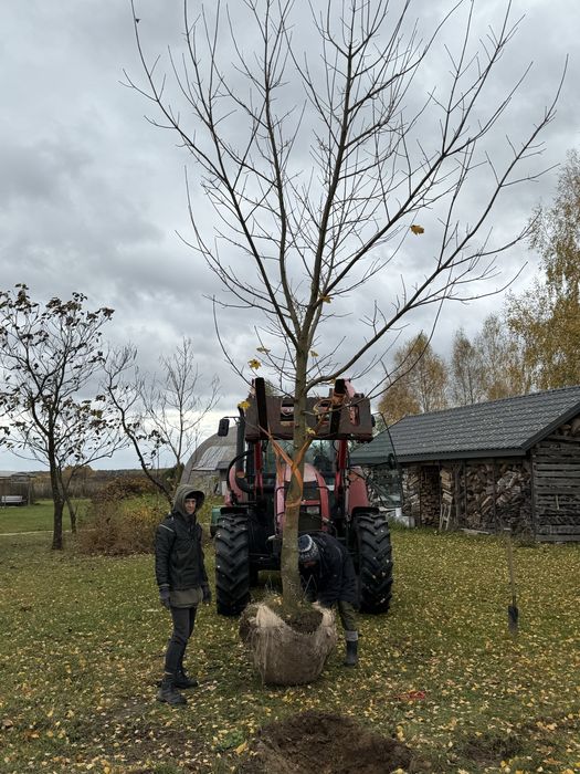 Klon zwyczajy 5m wysokosci