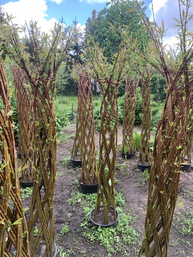 Wierzba pleciona, Salix americana PRODUCENT NAJTANIEJ