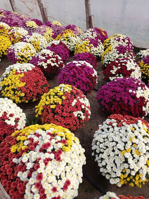 Chryzantemy drobnokwiatowe