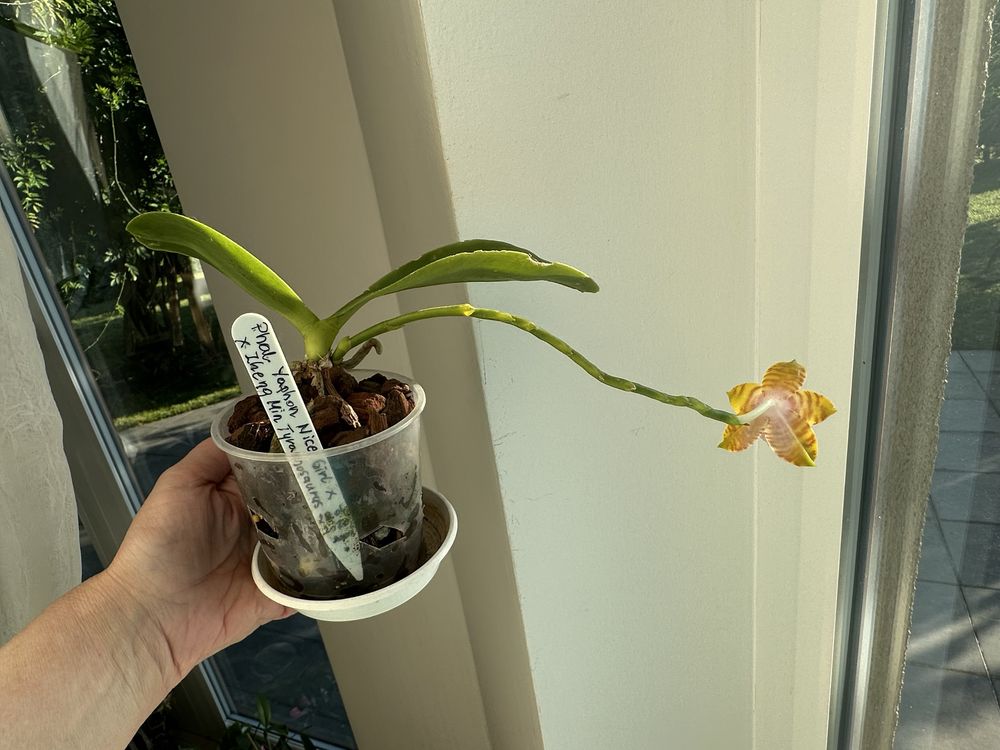 Phalaenopsis Yaphon Nice Girl x Zheng Min Tyrannosaurus