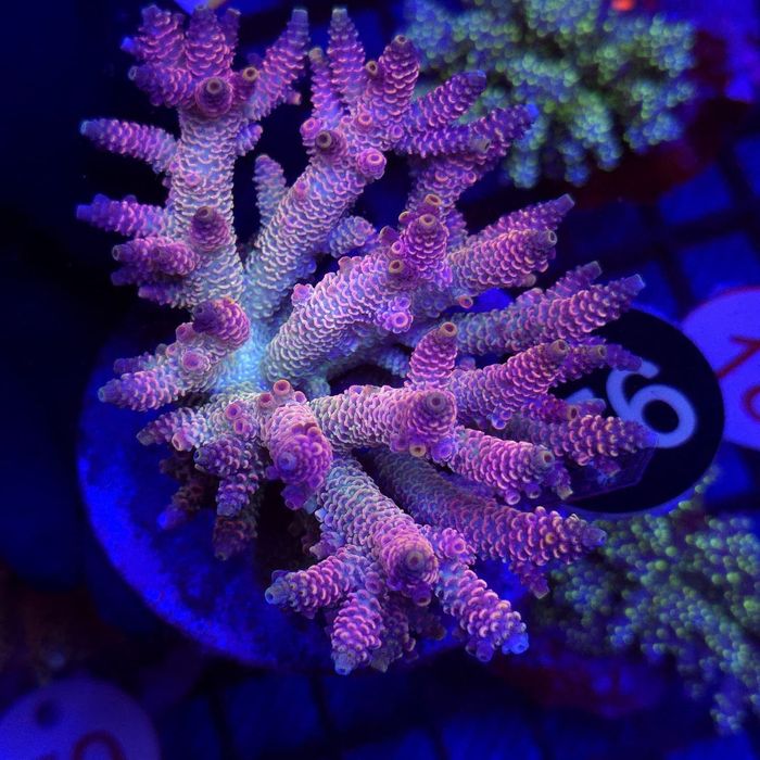 Acropora Rainbow – matecznik WYSIWYG #76