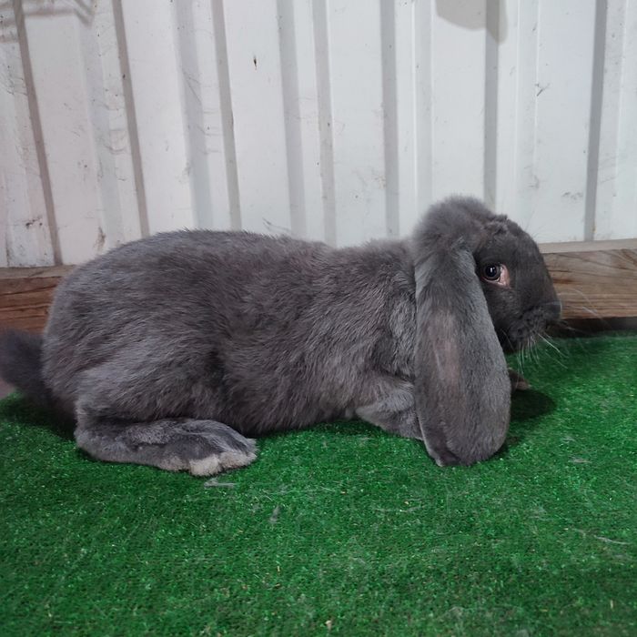 Francuski baran niebieski rodowód