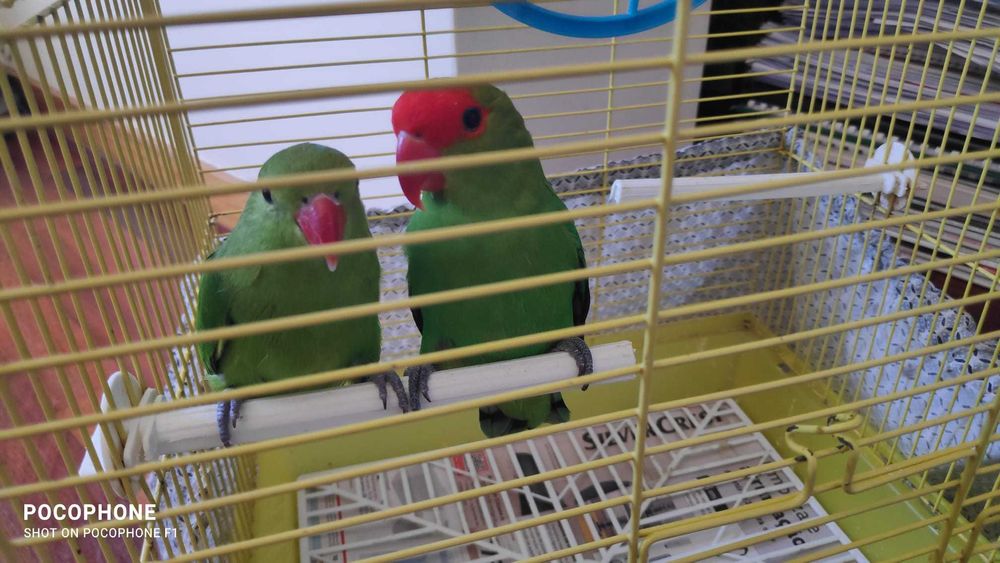 Agapornis taranta- Casal