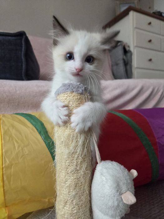 Kocięta Ragdoll  Olsztyn Gdańsk