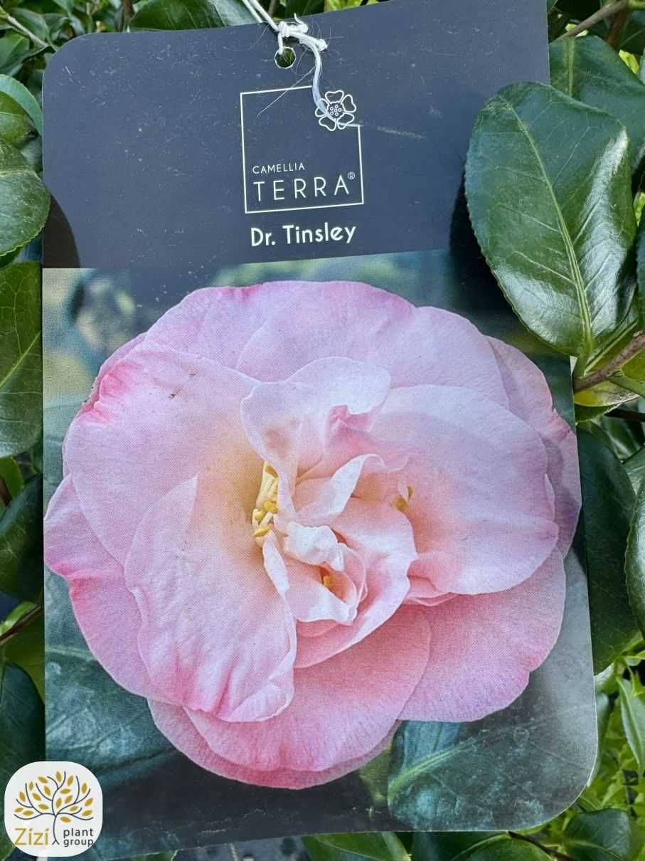 Camellia japonica Mary Williams,Dr Tinsley, Kamelia japońska,100-120cm
