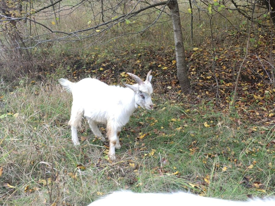 Козел (Цап) 6 місяців