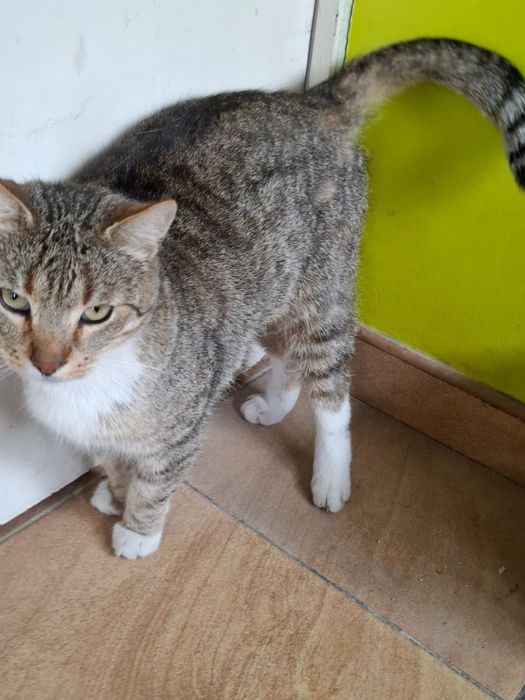 3 letni Kocurek szuka domu niewychodzącego