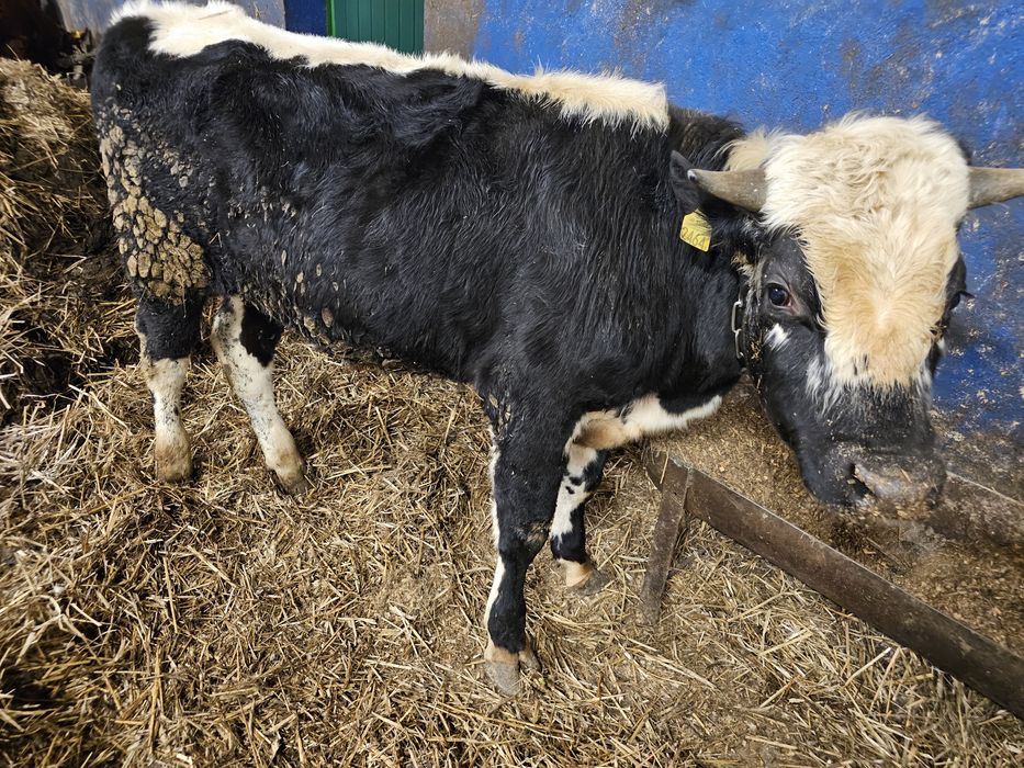 Sprzedam 5 byków 270 280 kg mieszańce