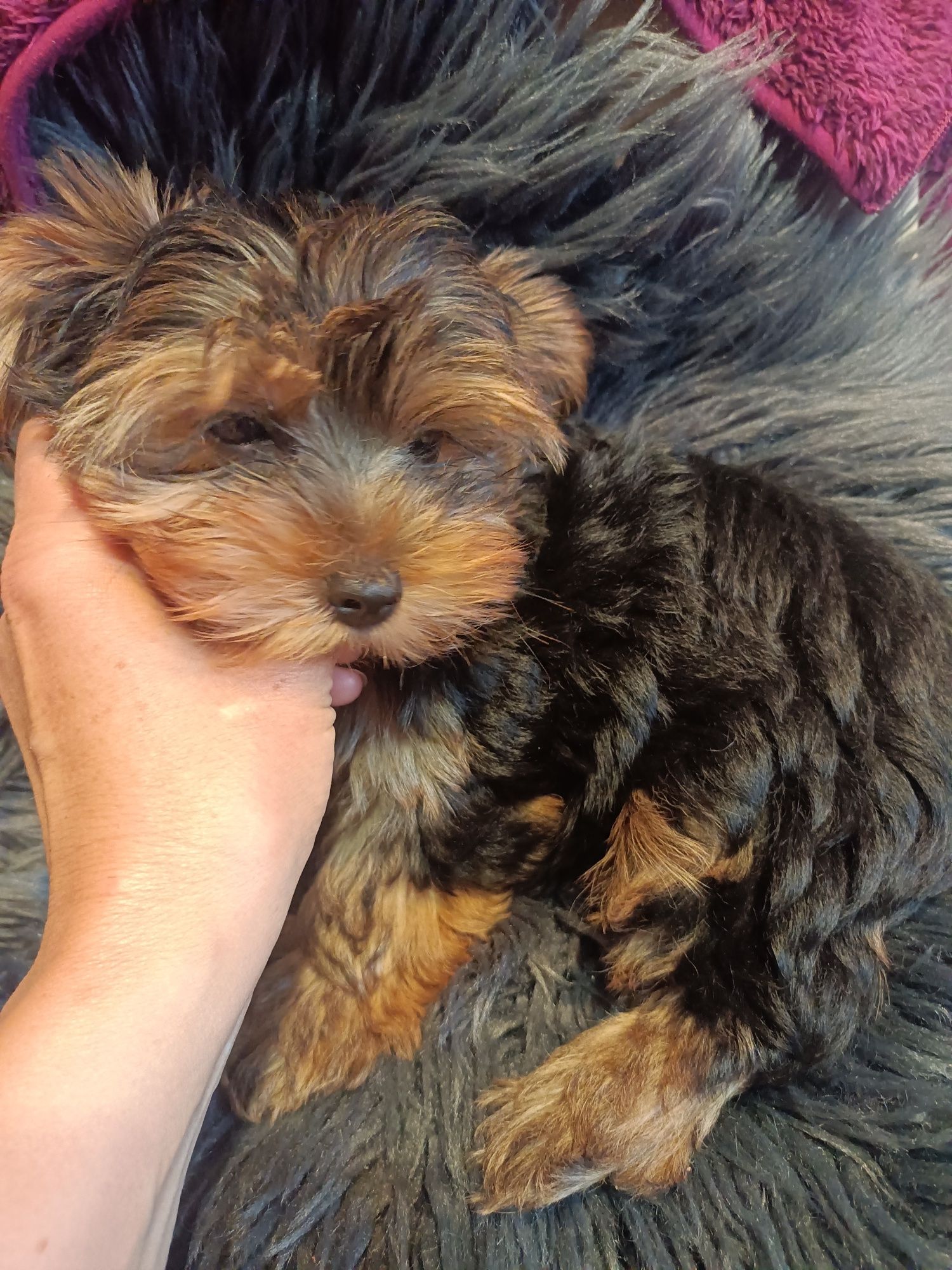 Sprzedam pieska Yorkshire terrier
